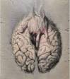 FATTI SCOPARE IL CERVELLO 