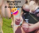 Mungitura  di vacchetta altrui