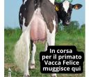 Vuoi il primato? MUGGISCI !!
