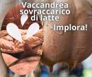 Puntualmente VACCANDREA 